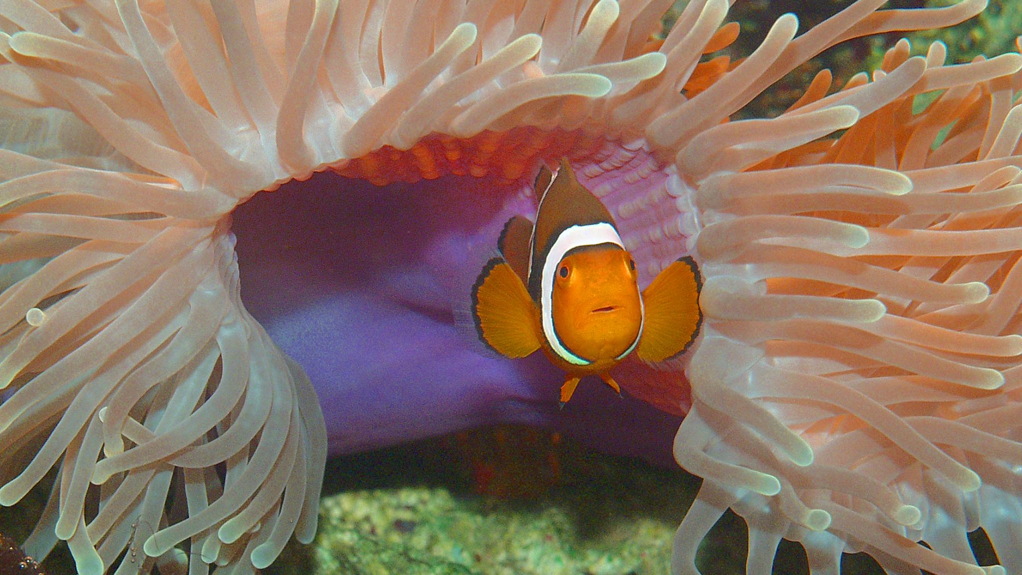 Aquarium SEA LIFE Paris Val d'Europe | Disneyland Paris