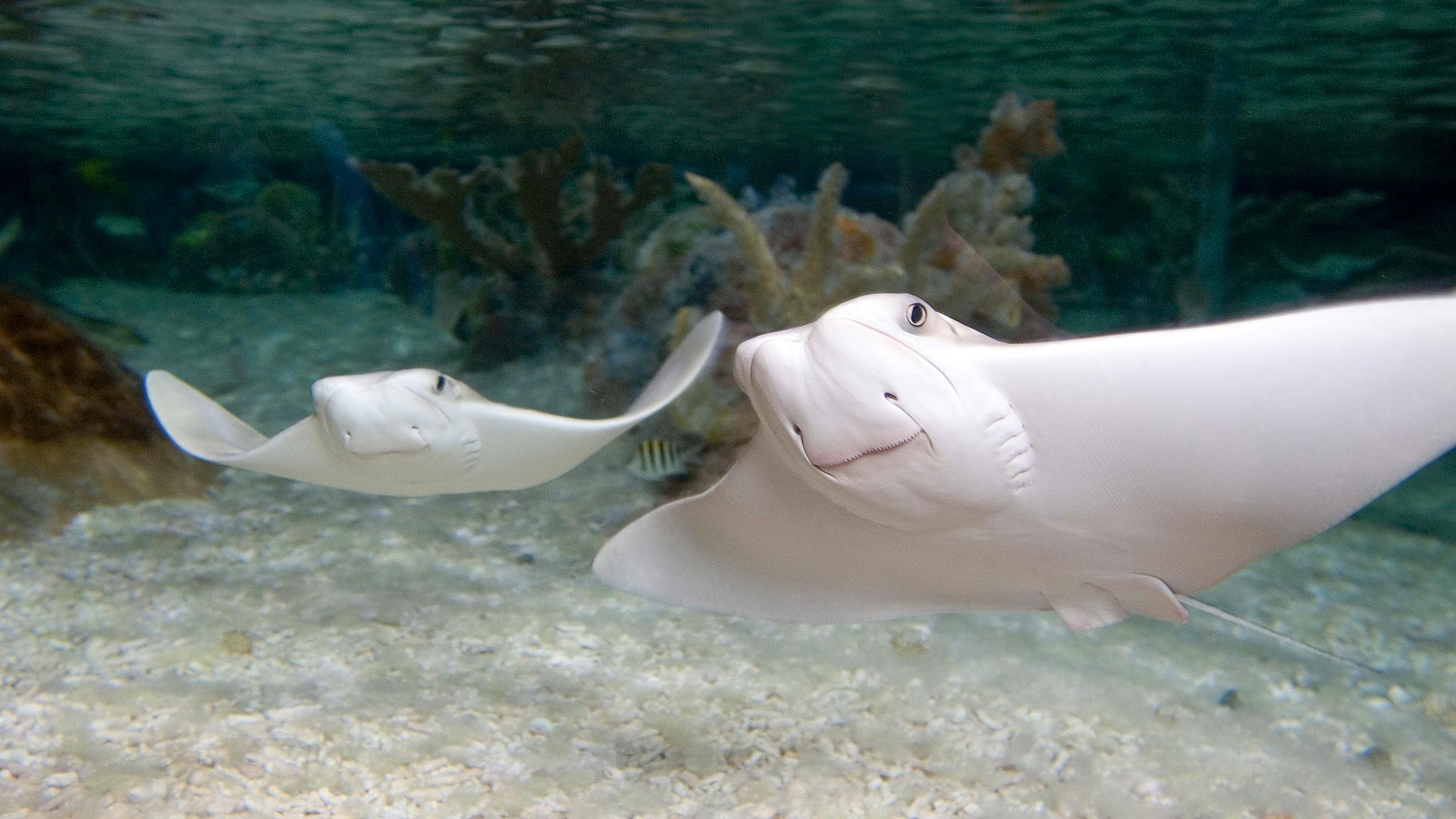 Aquarium SEA LIFE Paris Val d'Europe | Disneyland Paris