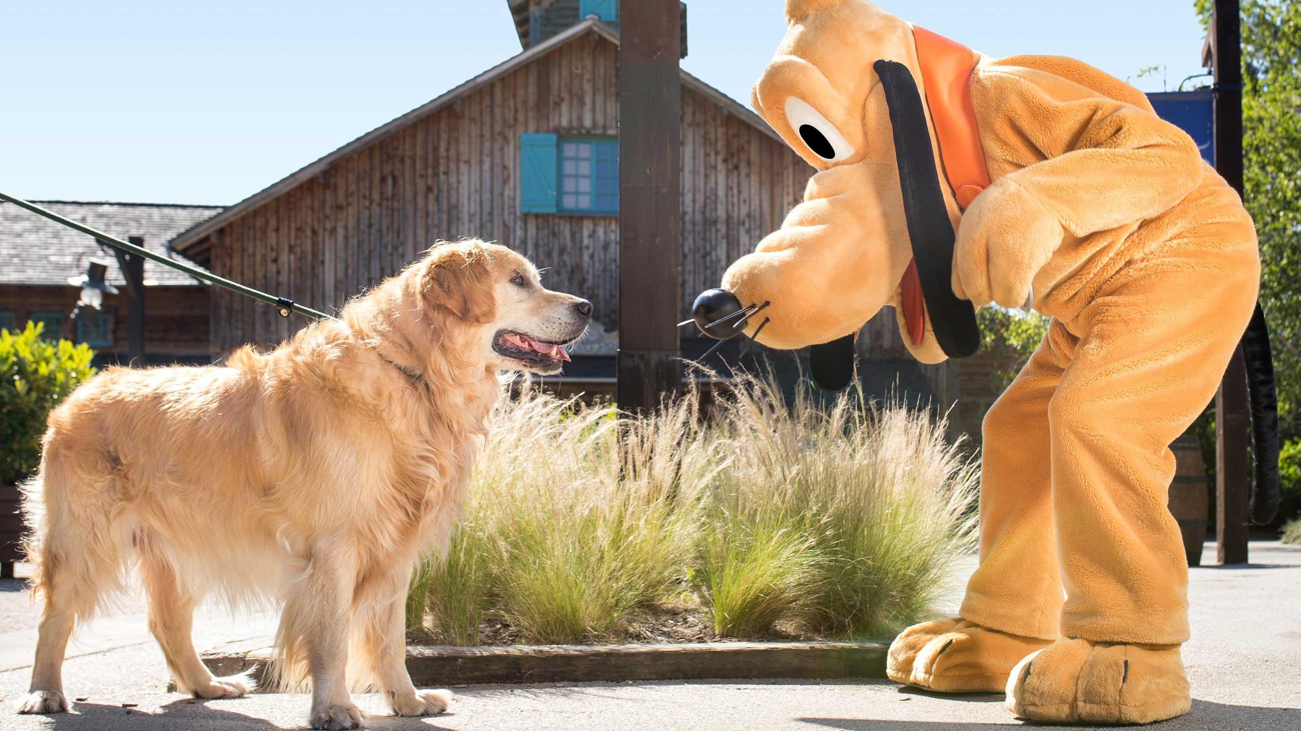 Dogs 2024 at disneyland